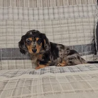 MACKENNA, a female Miniature Dachshund for sale in Nappanee, IN – 3 of 4