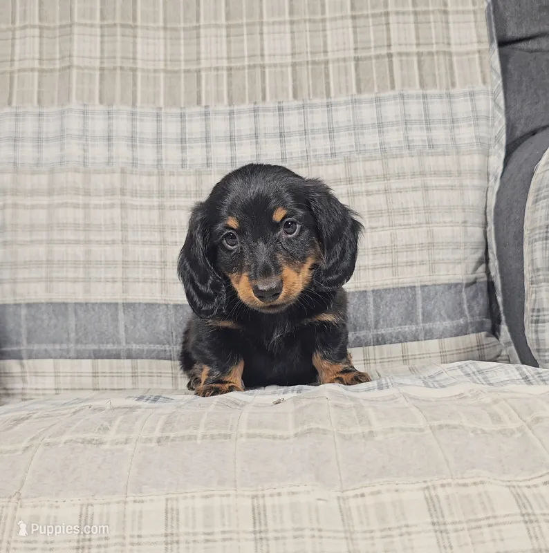 MILO – Miniature Dachshund puppy for sale in Nappanee, IN