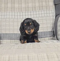 MILO, a male Miniature Dachshund for sale in Nappanee, IN – 1 of 4