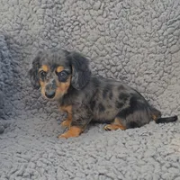 JANIE, a female Miniature Dachshund for sale in Nappanee, IN – 4 of 5