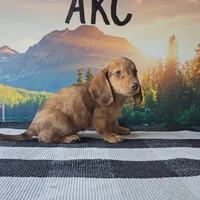 TEDDY, a male Miniature Dachshund for sale in Nappanee, IN – 3 of 3