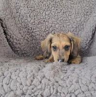JOEY, a male Miniature Dachshund for sale in Nappanee, IN – 2 of 2