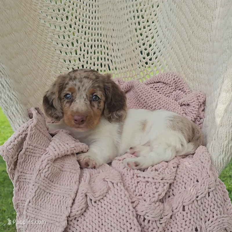 CANYON – Miniature Dachshund puppy for sale in Nappanee, IN