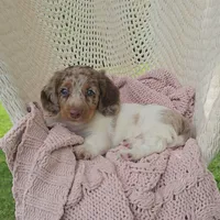 CANYON, a male Miniature Dachshund for sale in Nappanee, IN – 1 of 5