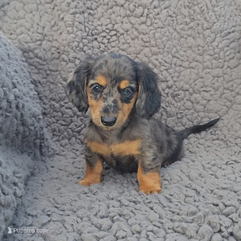 JANIE – Miniature Dachshund puppy for sale in Nappanee, IN