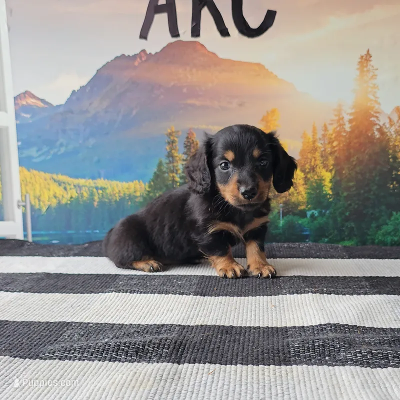 SILAS – Miniature Dachshund puppy for sale in Nappanee, IN