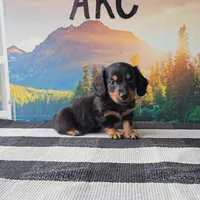 SILAS, a male Miniature Dachshund for sale in Nappanee, IN – 1 of 5