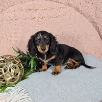 ELLIE, a female Miniature Dachshund for sale in Nappanee, IN – 3 of 3