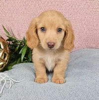 JACE, a male Miniature Dachshund for sale in Nappanee, IN – 2 of 4