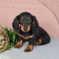 KoBe, a male Miniature Dachshund for sale in Nappanee, IN – 1 of 3