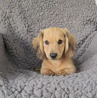 JAKE, a female Miniature Dachshund for sale in Nappanee, IN – 4 of 4