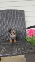 LAUREL, a female Miniature Dachshund for sale in Nappanee, IN – 3 of 4