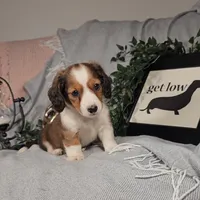 TODD, a male Miniature Dachshund for sale in Nappanee, IN – Photo 5 of 6
