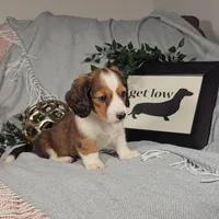 TODD, a male Miniature Dachshund for sale in Nappanee, IN – Photo 4 of 6