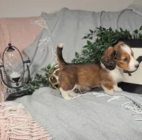 TODD, a male Miniature Dachshund for sale in Nappanee, IN – Photo 3 of 6