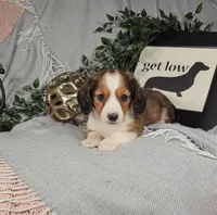 TODD, a male Miniature Dachshund for sale in Nappanee, IN – Photo 2 of 6