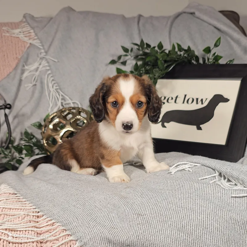 TODD – Miniature Dachshund puppy for sale in Nappanee, IN