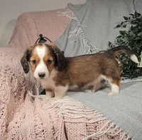 TODD, a male Miniature Dachshund for sale in Nappanee, IN – Photo 6 of 6