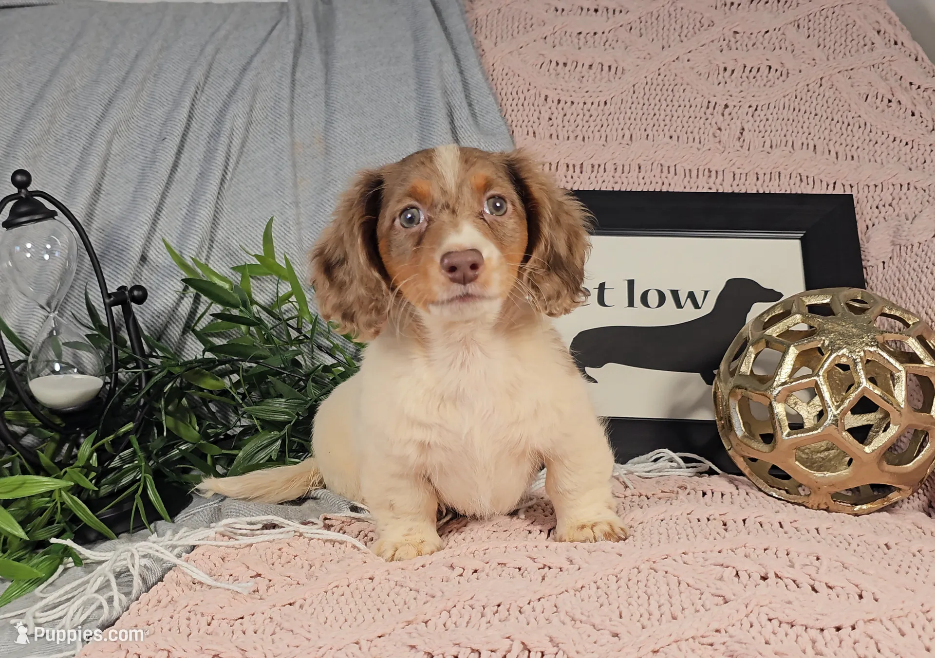 ARIEL, a female Miniature Dachshund for sale in Nappanee, IN – Photo 2 of 6