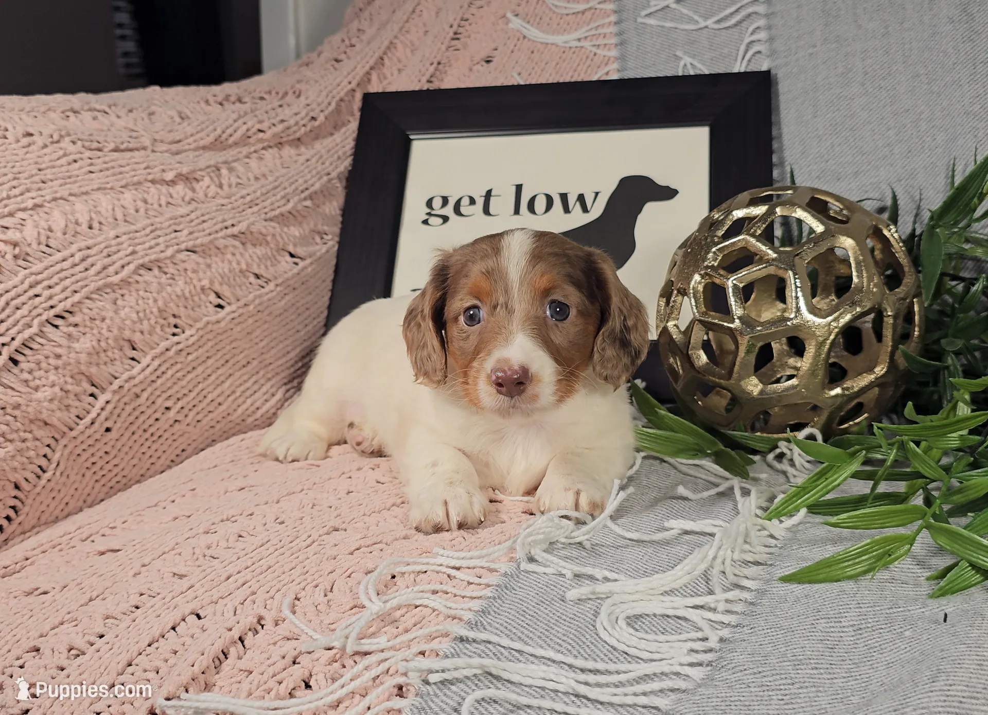 ARIEL, a female Miniature Dachshund for sale in Nappanee, IN – Photo 5 of 6
