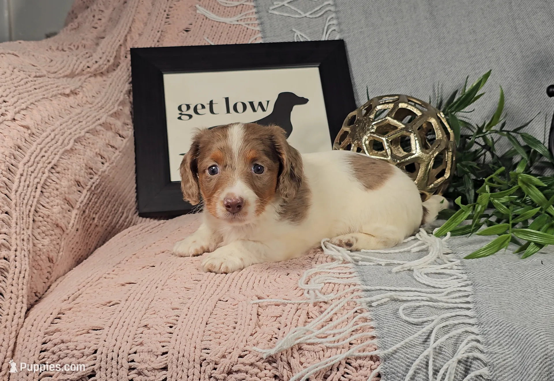 ARIEL, a female Miniature Dachshund for sale in Nappanee, IN – Photo 6 of 6