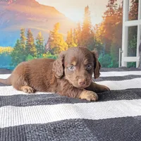 JIMMY, a male Miniature Dachshund for sale in Nappanee, IN – 1 of 5