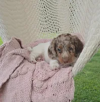 CANYON, a male Miniature Dachshund for sale in Nappanee, IN – 3 of 5