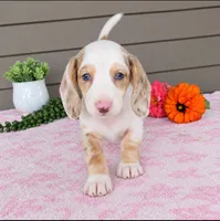 STELLA, a female Miniature Dachshund for sale in Nappanee, IN – 2 of 4