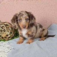 JASPER, a male Miniature Dachshund for sale in Nappanee, IN – 2 of 4