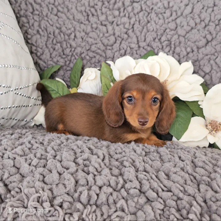 ROXY – Miniature Dachshund puppy for sale in Nappanee, IN