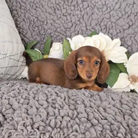ROXY, a female Miniature Dachshund for sale in Nappanee, IN – 1 of 4