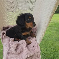 WEBSTER, a male Miniature Dachshund for sale in Nappanee, IN – 4 of 5