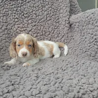 HIRO, a male Miniature Dachshund for sale in Nappanee, IN – 2 of 2