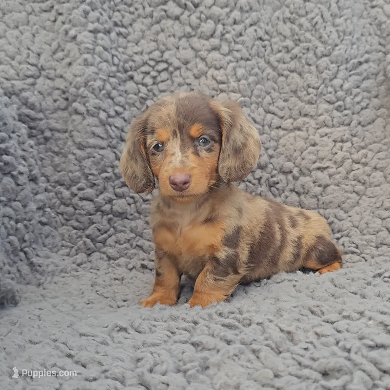 JASMINE  – Miniature Dachshund puppy for sale in Nappanee, IN