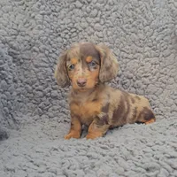 JASMINE , a female Miniature Dachshund for sale in Nappanee, IN – 1 of 3