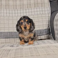 MACKENNA, a female Miniature Dachshund for sale in Nappanee, IN – 2 of 4