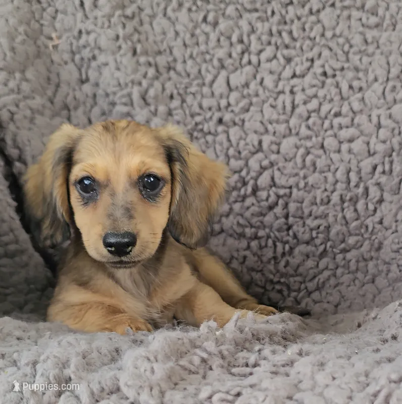JOEY – Miniature Dachshund puppy for sale in Nappanee, IN