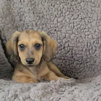 JOEY, a male Miniature Dachshund for sale in Nappanee, IN – 1 of 2