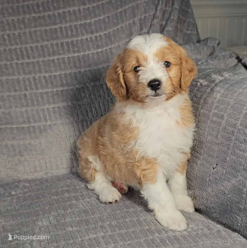 MAVERICK  – Aussiedoodle puppy for sale in Nappanee, IN