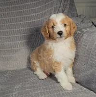 MAVERICK , a male Aussiedoodle for sale in Nappanee, IN – 1 of 4