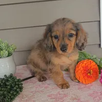 SOPHIE, a female Miniature Dachshund for sale in Nappanee, IN – 2 of 5