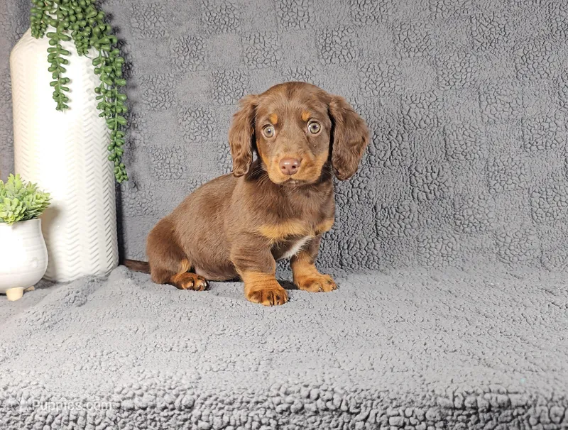 Veronica  – Miniature Dachshund puppy for sale in Nappanee, IN