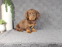 Veronica , a female Miniature Dachshund for sale in Nappanee, IN – Photo 1 of 2