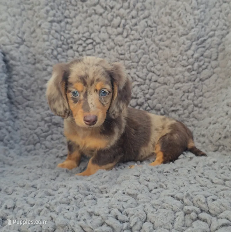 JASPER  – Miniature Dachshund puppy for sale in Nappanee, IN