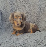 JASPER , a male Miniature Dachshund for sale in Nappanee, IN – 1 of 4