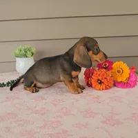 PENNY, a female Miniature Dachshund for sale in Nappanee, IN – 3 of 3