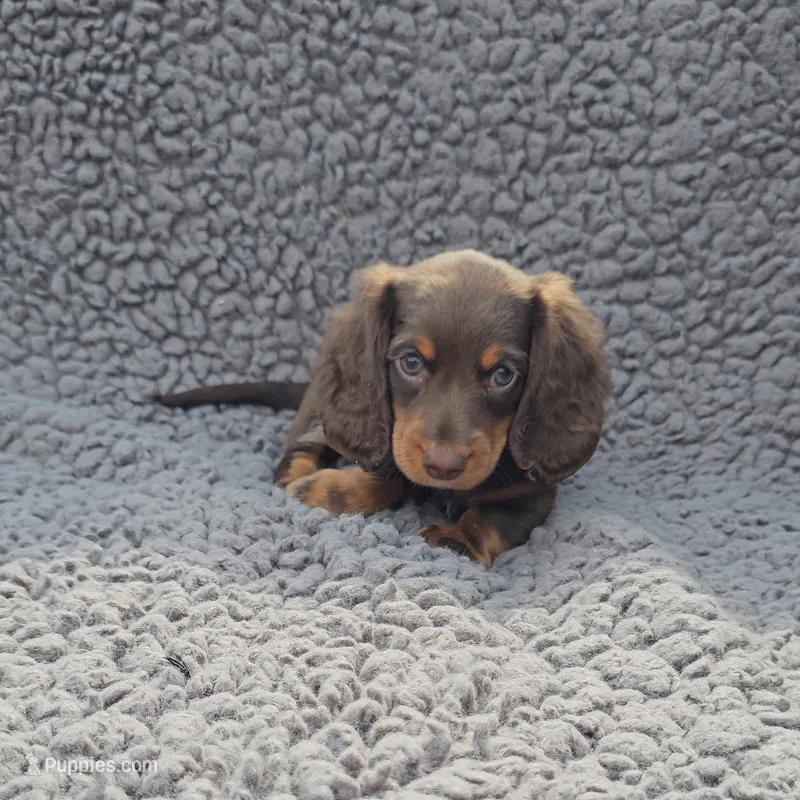 JACE – Miniature Dachshund puppy for sale in Nappanee, IN