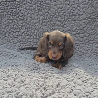 JACE, a male Miniature Dachshund for sale in Nappanee, IN – 1 of 2