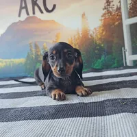 OBIE, a male Miniature Dachshund for sale in Nappanee, IN – 4 of 5