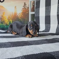 OBIE, a male Miniature Dachshund for sale in Nappanee, IN – 3 of 5